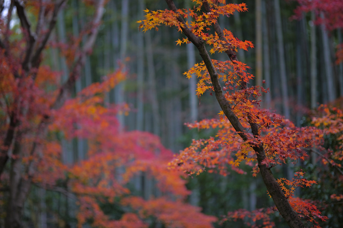 シグマ 24-70mm F2.8 DG DN | Art SIGMA を使ってみました
